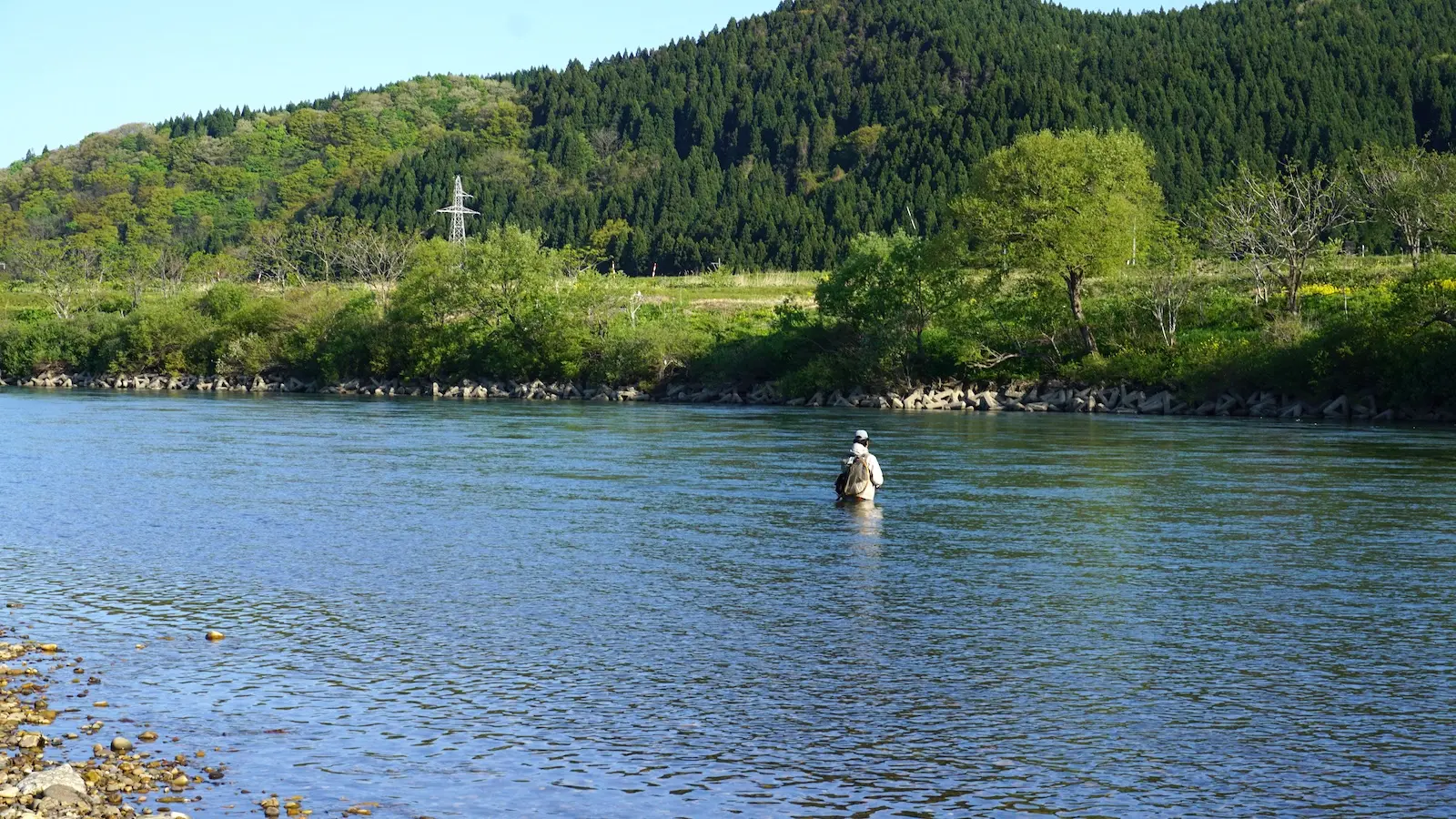 米代川水系サクラマス釣り