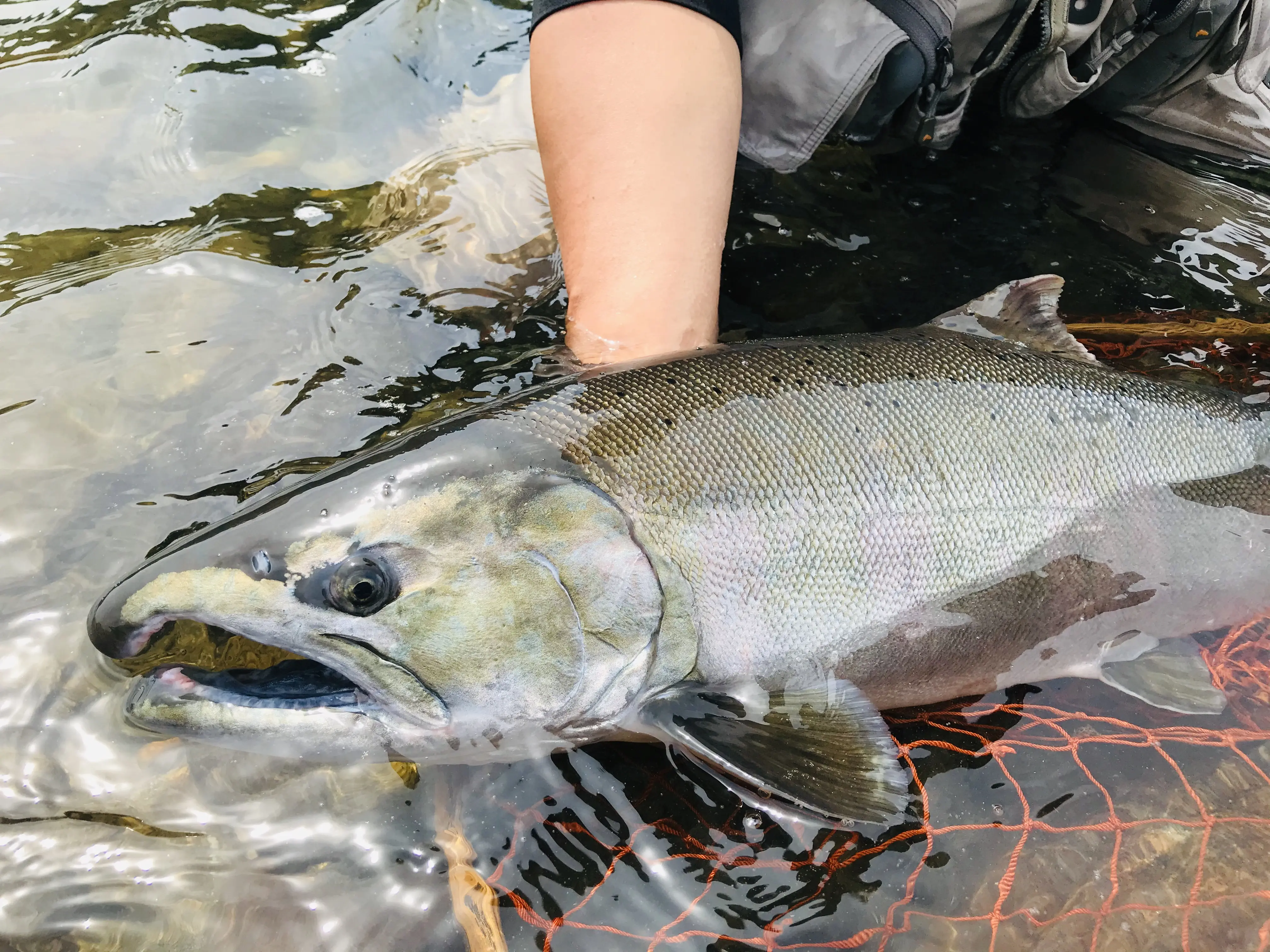 米代川水系サクラマス釣り