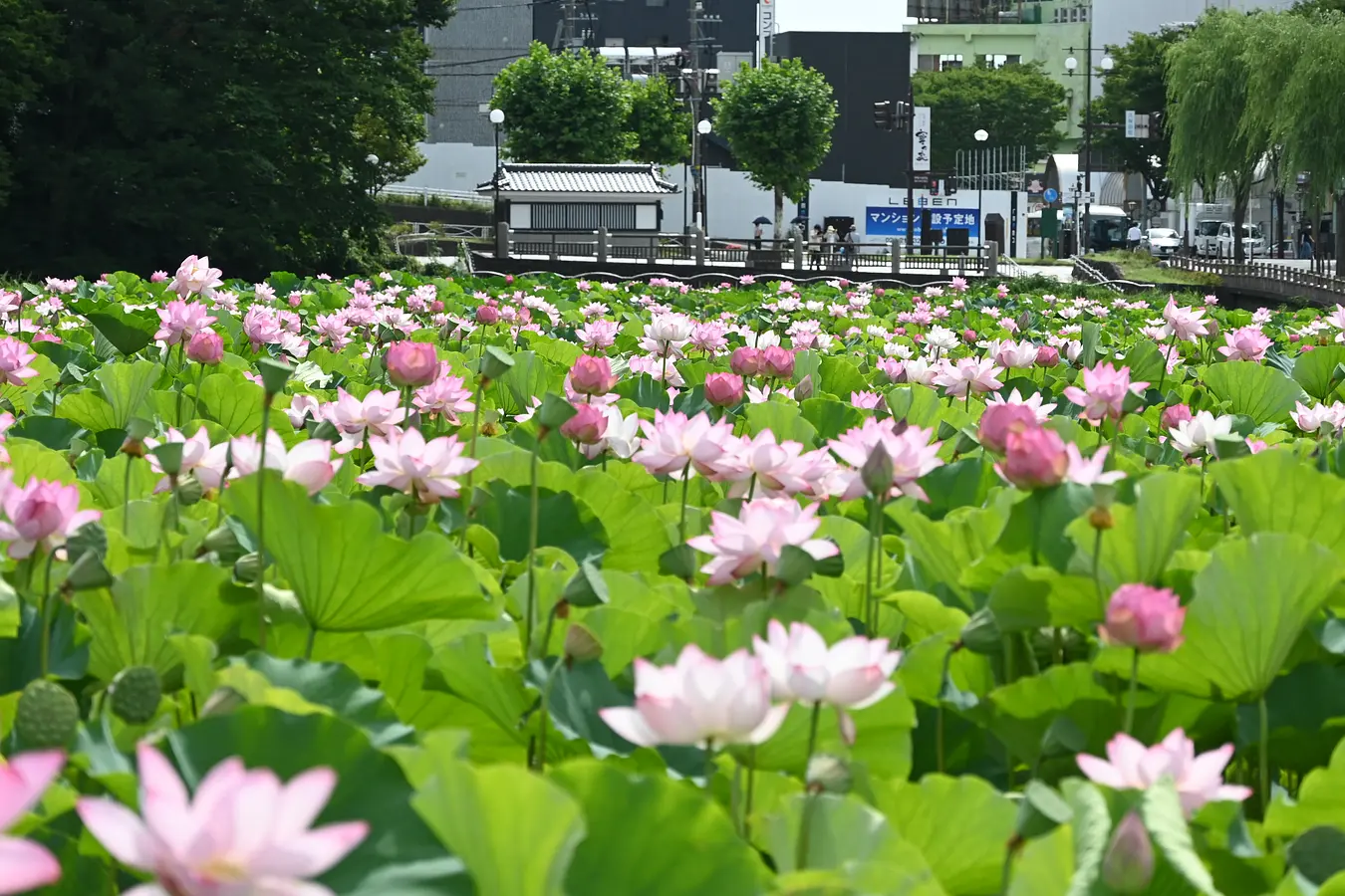 秋田市と男鹿市を巡る大人旅　〜温泉・海鮮・地酒・期間限定映えスポットも〜 | ブランニューアキタ | アキタファン