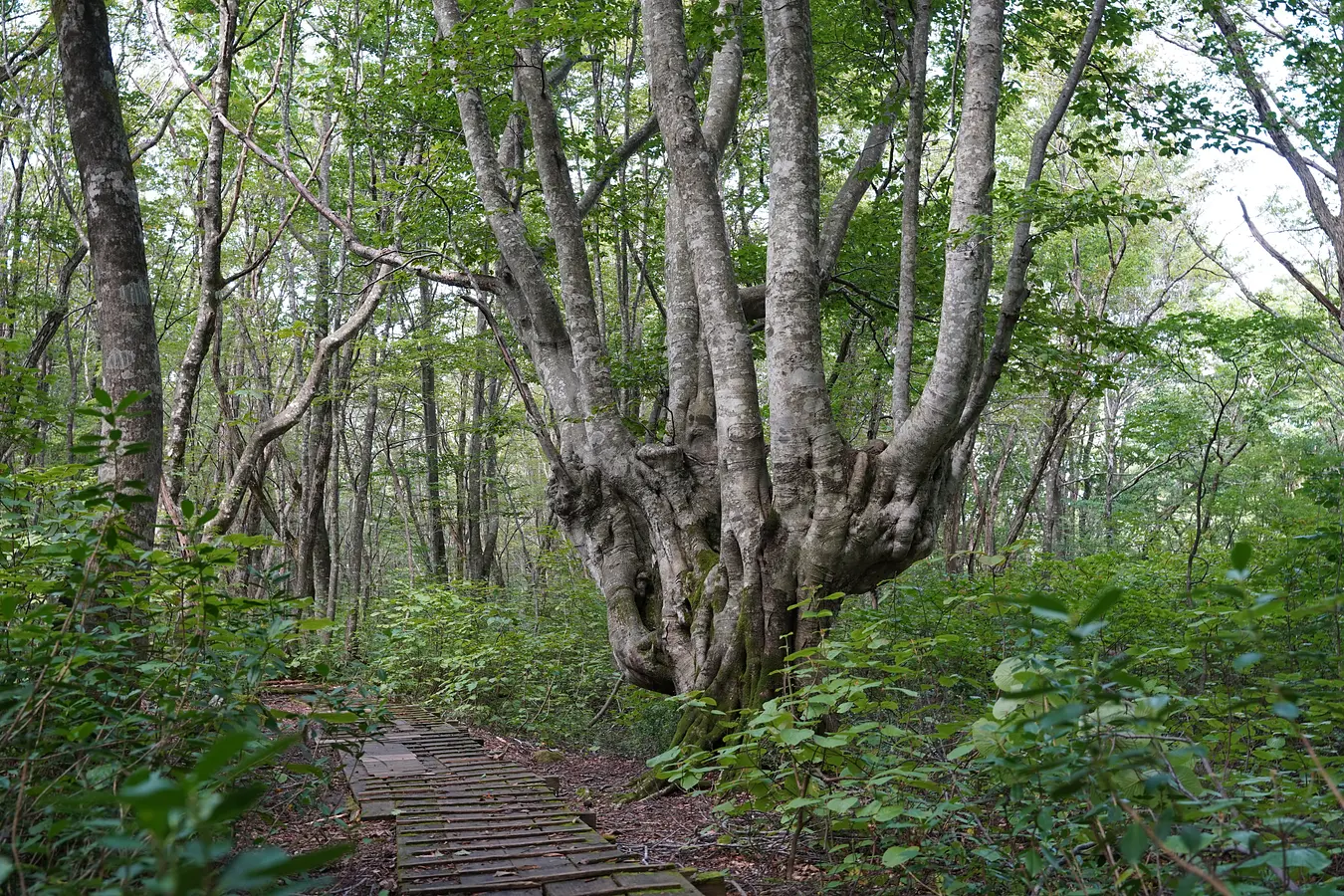 鳥海山獅子ヶ鼻湿原（ちょうかいさんししがはなしつげん）トレッキングと、99glamで過ごす非日常のご褒美ステイ | ブランニューアキタ | アキタファン