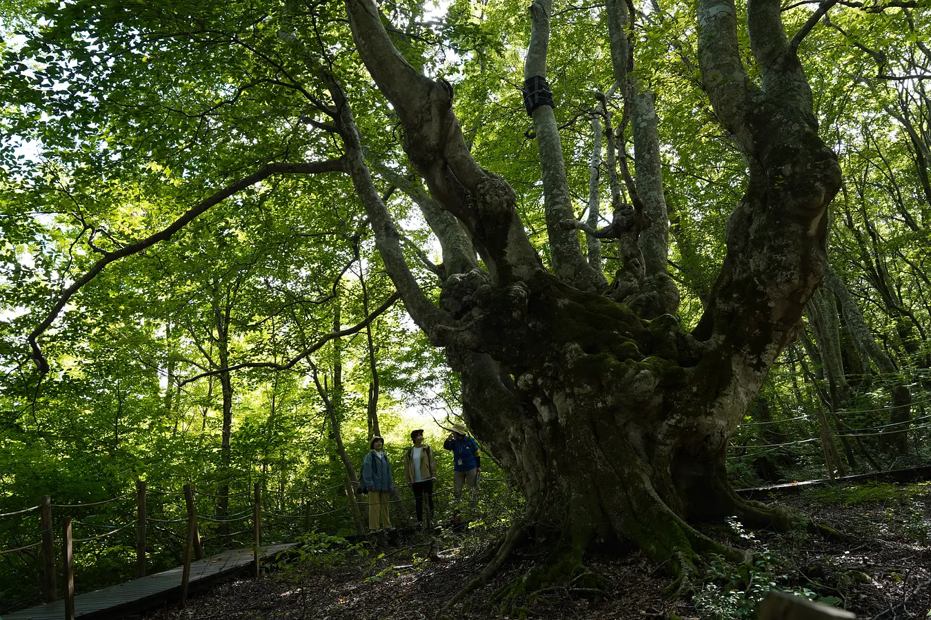 鳥海山獅子ヶ鼻湿原（ちょうかいさんししがはなしつげん）トレッキングと、99glamで過ごす非日常のご褒美ステイ | ブランニューアキタ | アキタファン