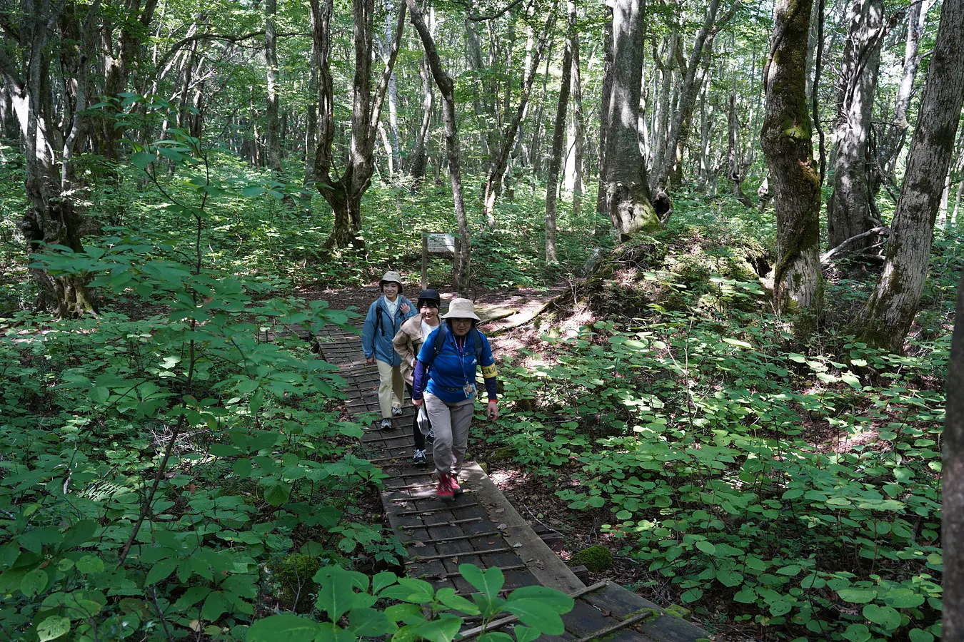 鳥海山獅子ヶ鼻湿原（ちょうかいさんししがはなしつげん）トレッキングと、99glamで過ごす非日常のご褒美ステイ | ブランニューアキタ | アキタファン