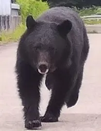 【重要】秋田県内全域でツキノワグマの目撃が多発しています！