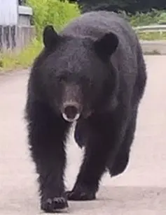 【重要】秋田県内全域でツキノワグマの目撃が多発しています！