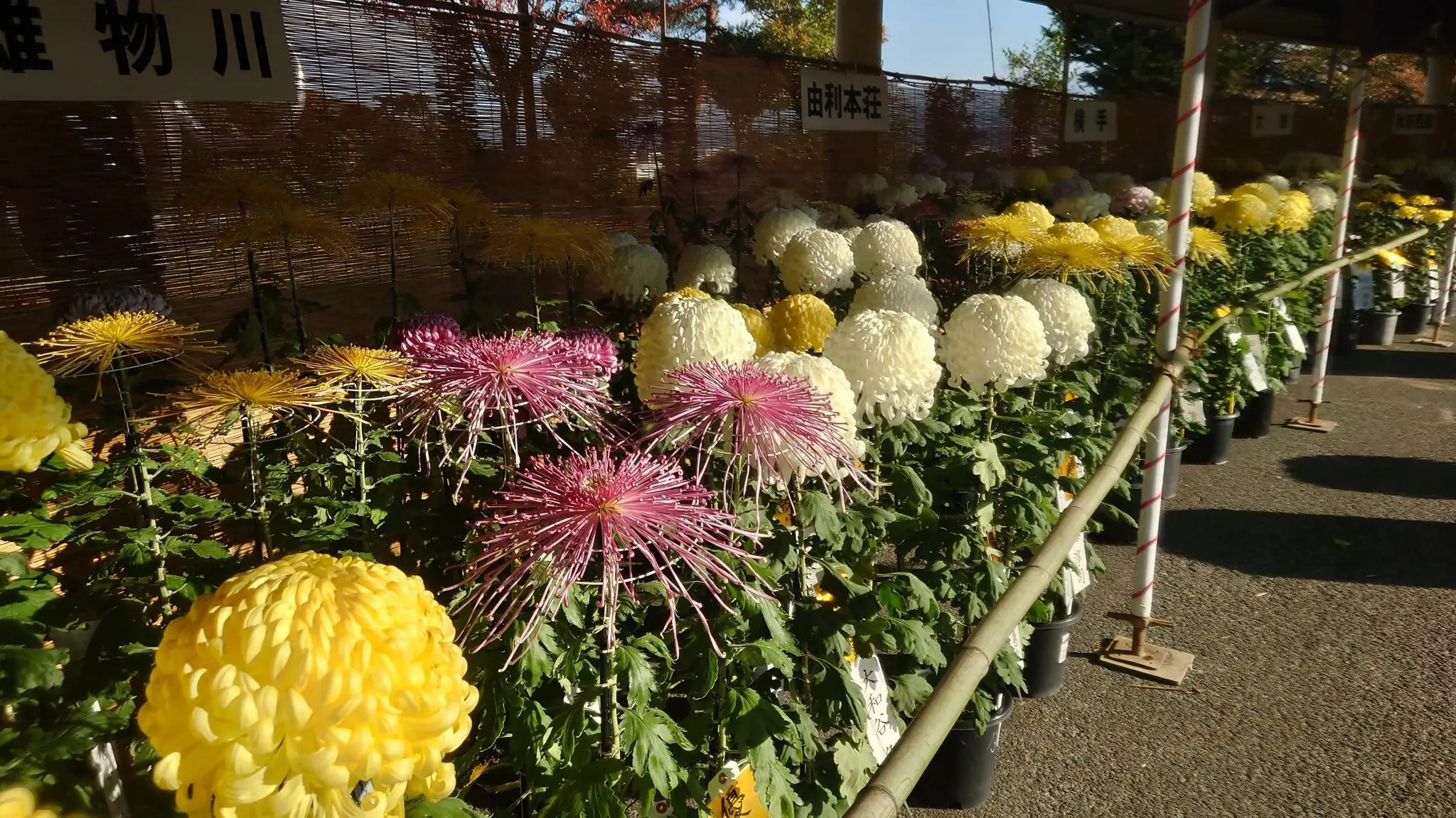第57回よこて菊まつり【横手市】