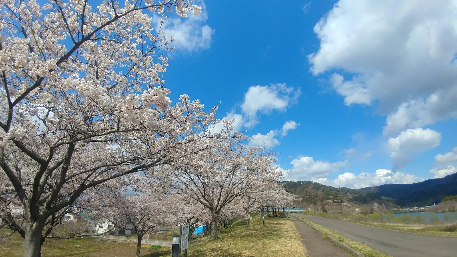 桜づつみ公園01