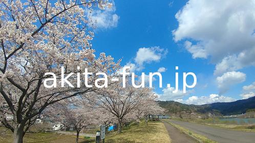 桜づつみ公園01