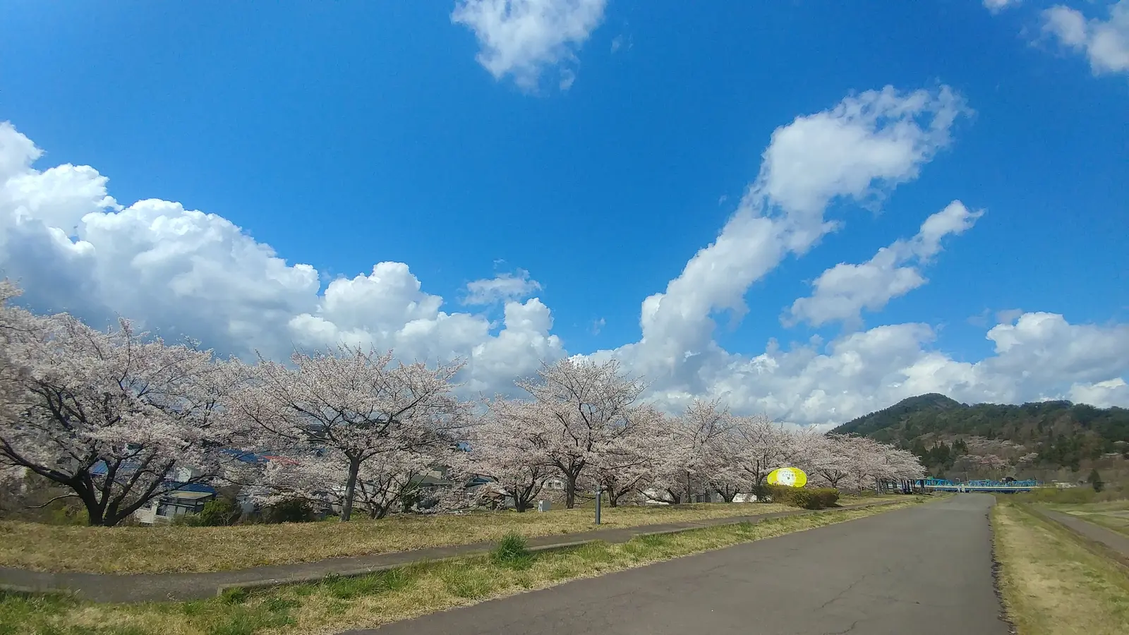 桜づつみ公園02