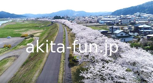 桜づつみ公園03