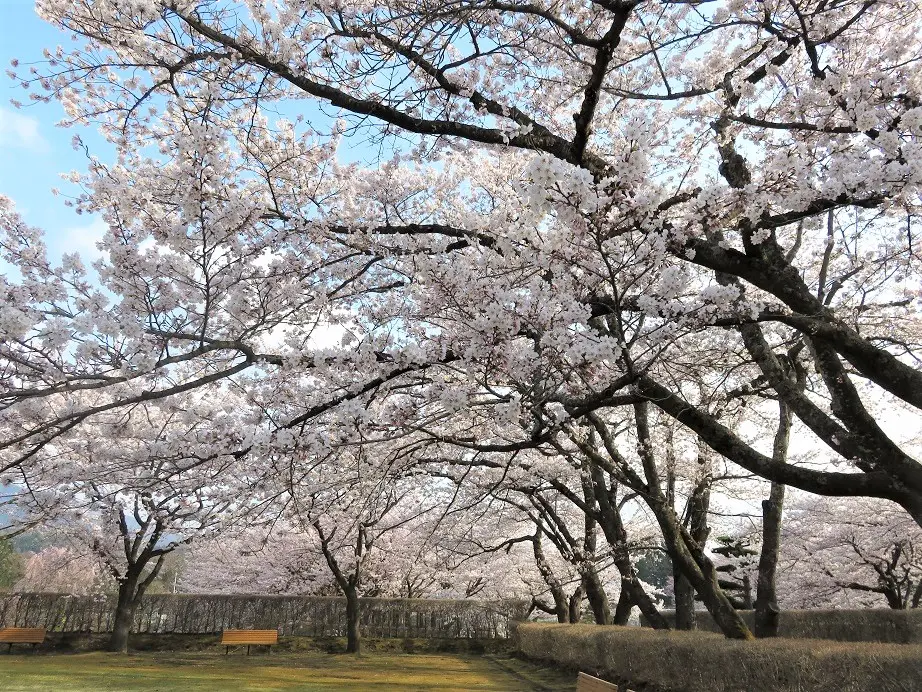 桜山公園