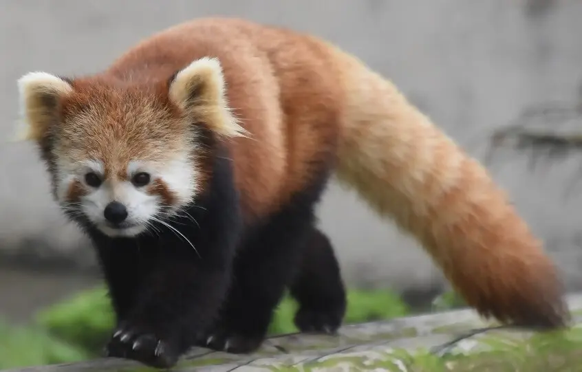 秋田市大森山動物園〜あきぎんオモリンの森〜