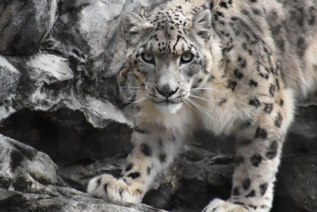 秋田市大森山動物園〜あきぎんオモリンの森〜
