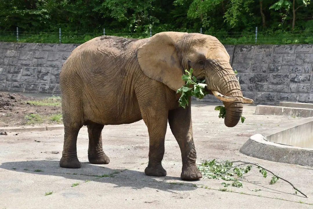 秋田市大森山動物園〜あきぎんオモリンの森〜