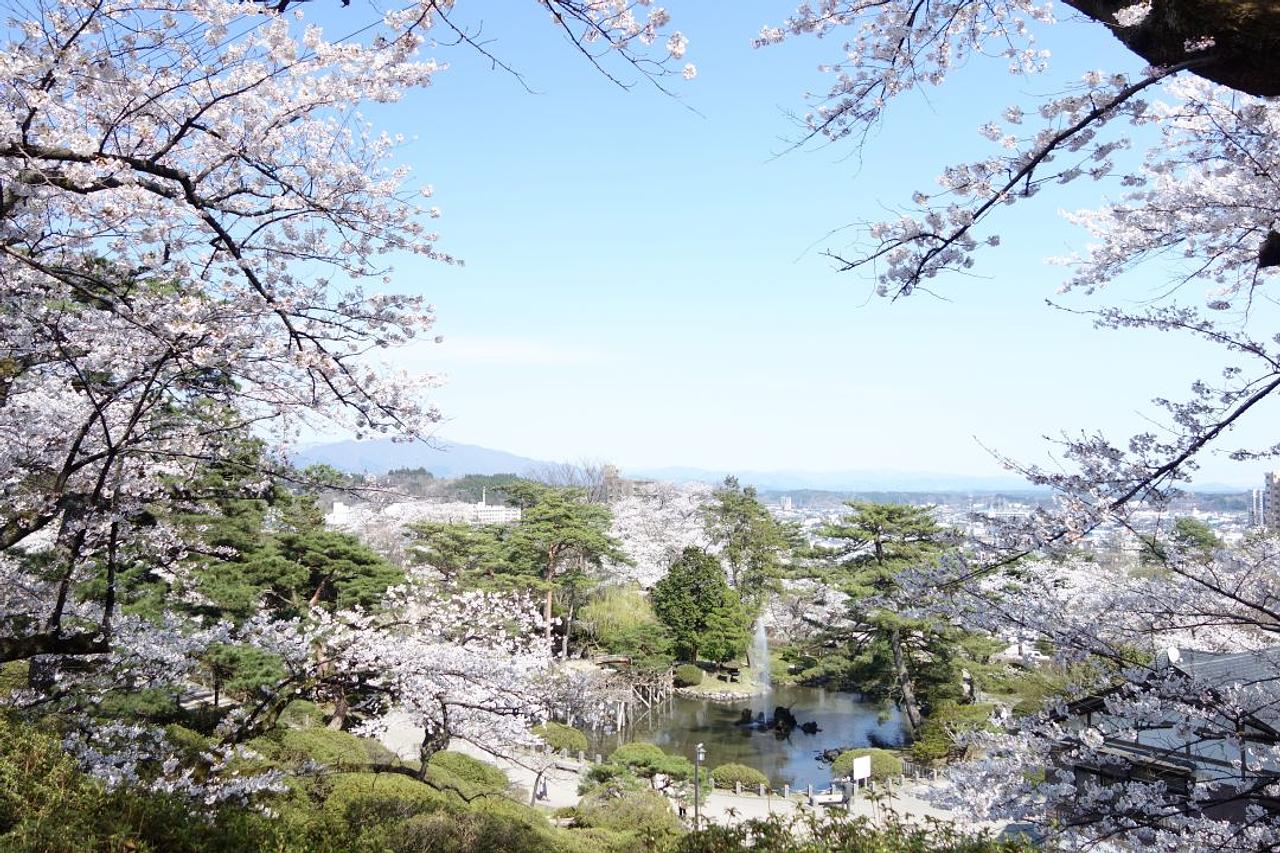 千秋公園桜まつり【秋田市】
