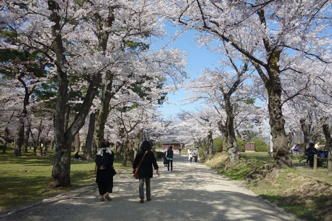 千秋公園桜まつり【秋田市】
