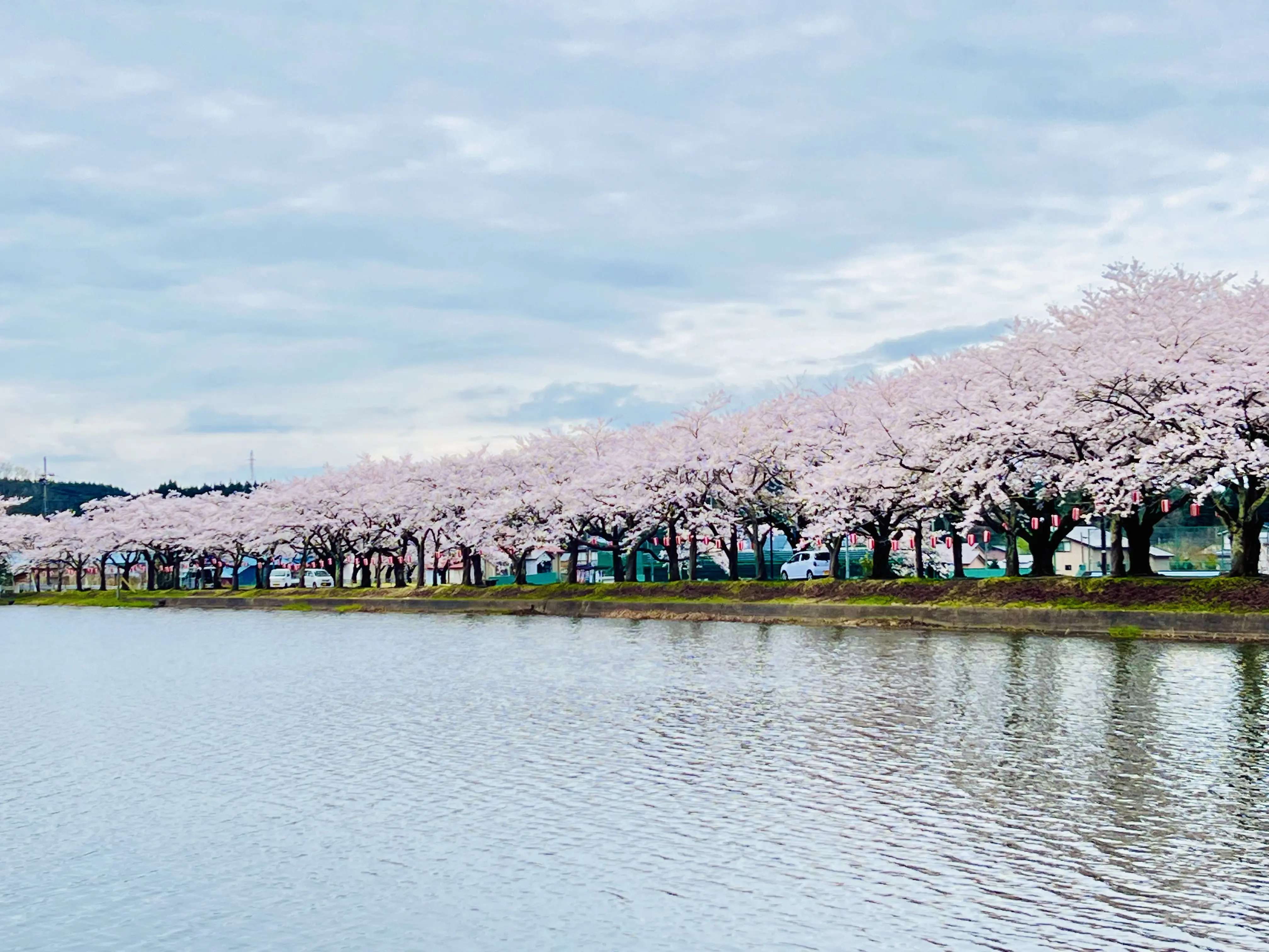 第７５回鷹巣中央公園桜まつり【北秋田市】