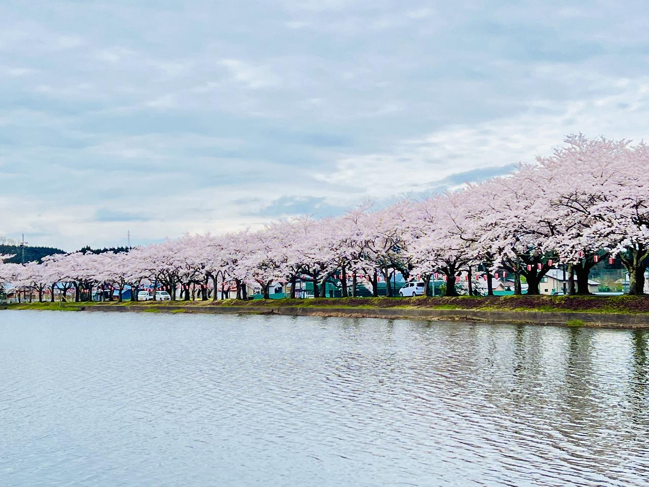 第７５回鷹巣中央公園桜まつり【北秋田市】