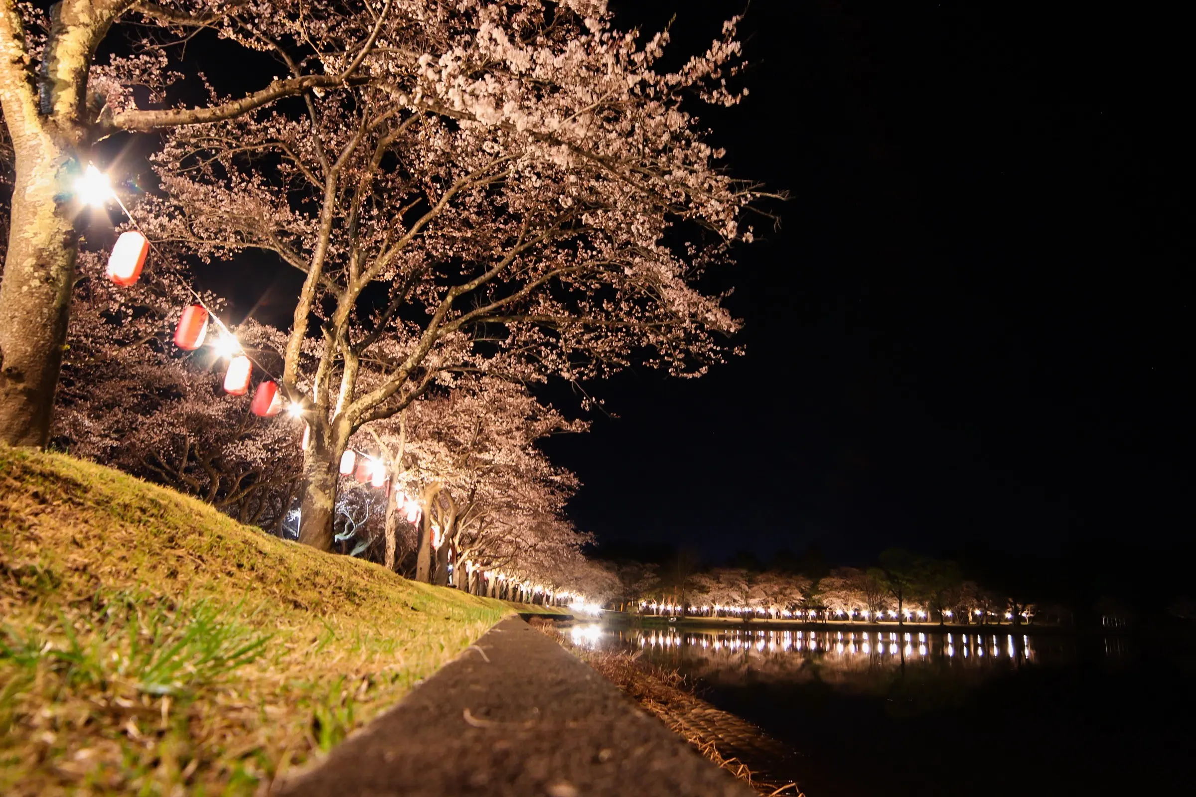 第７５回鷹巣中央公園桜まつり【北秋田市】