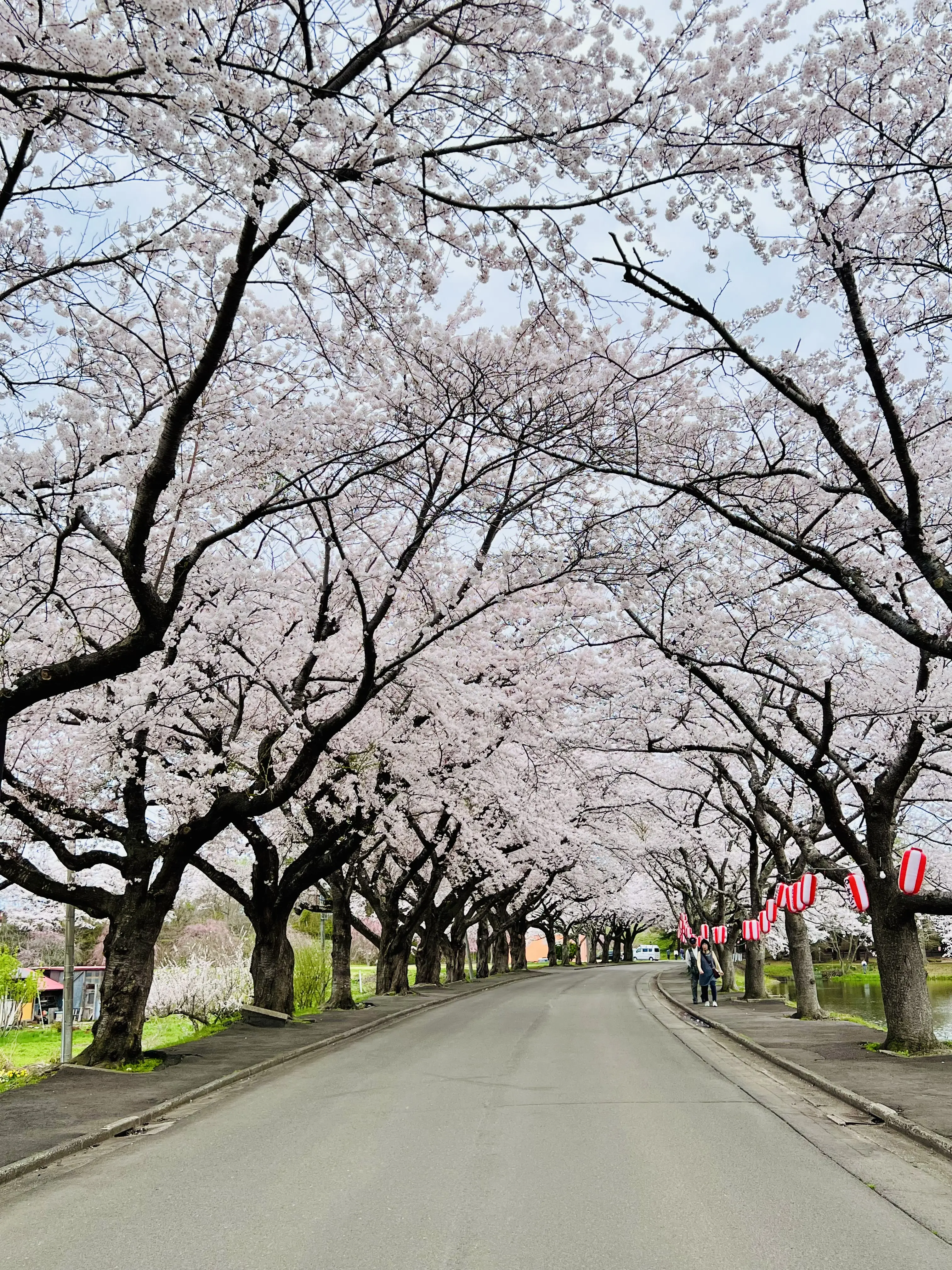 第７５回鷹巣中央公園桜まつり【北秋田市】