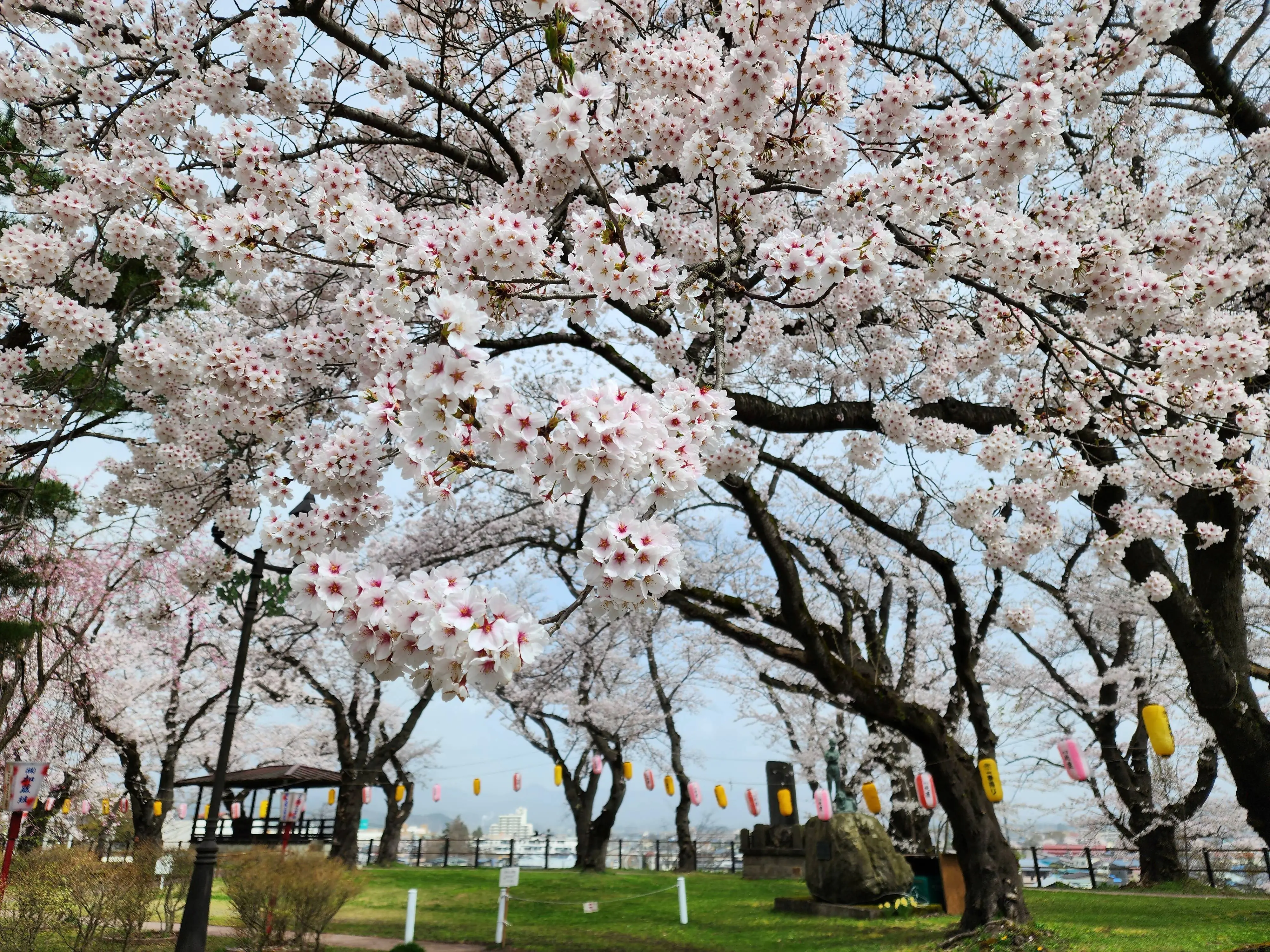 大館桜まつり【大館市】