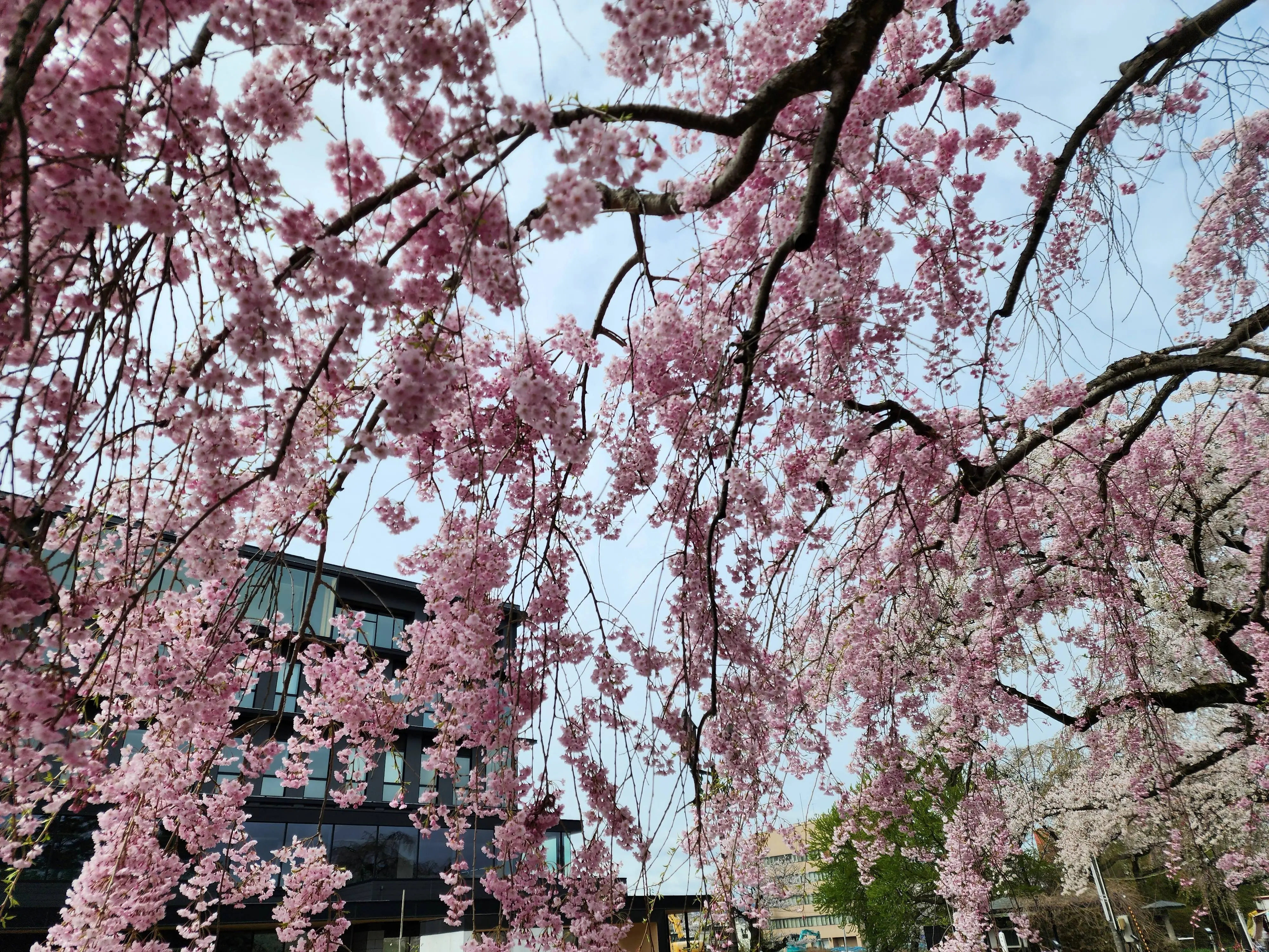大館桜まつり【大館市】