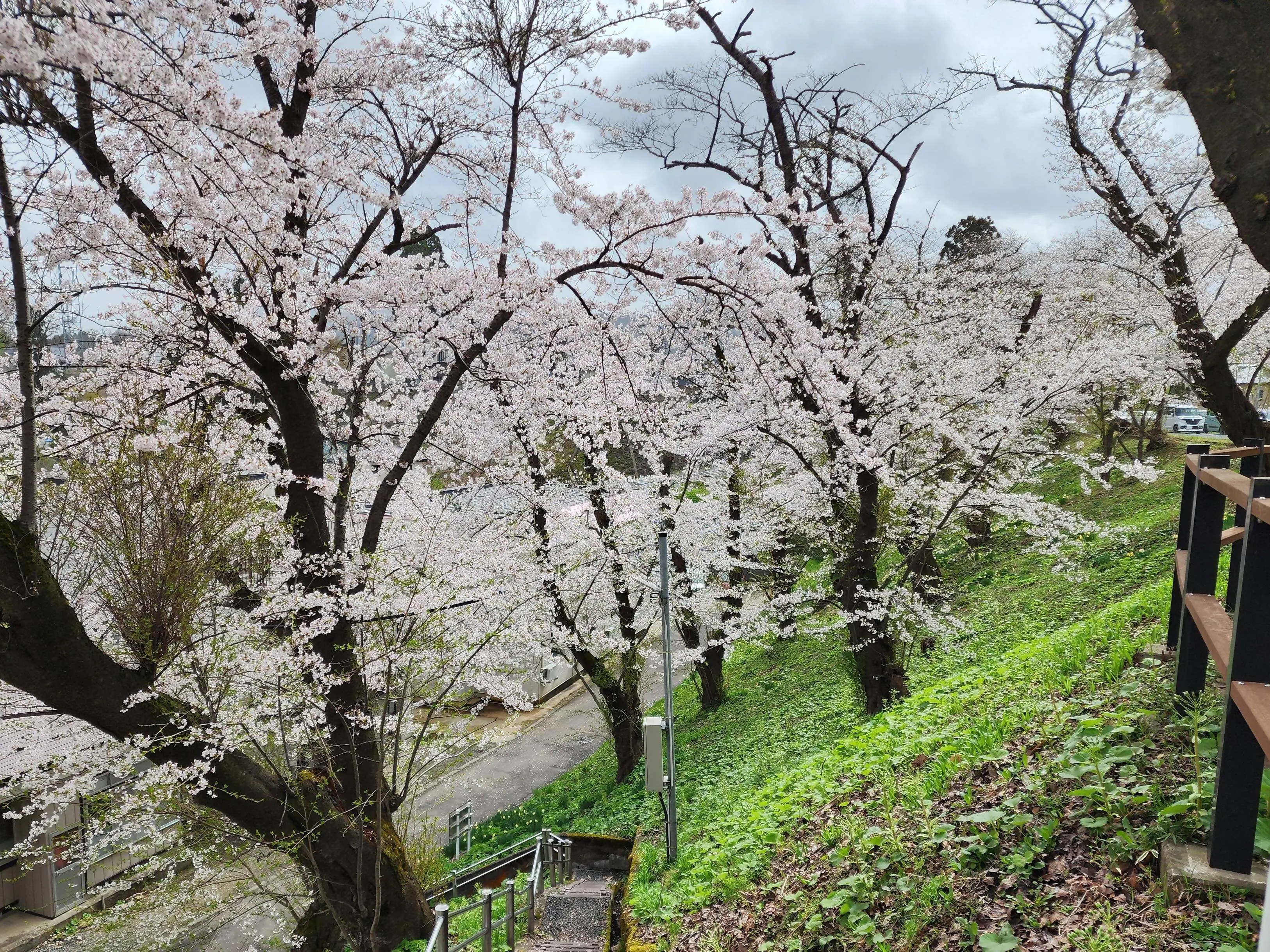 大館桜まつり【大館市】