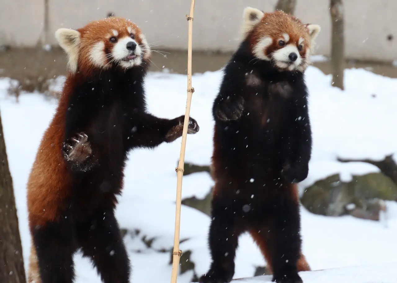 秋田市大森山動物園〜あきぎんオモリンの森〜