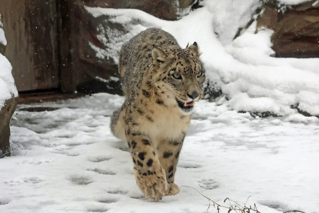 秋田市大森山動物園〜あきぎんオモリンの森〜