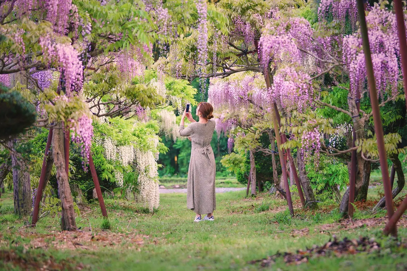 花の名所特集～春編～秋田のおすすめ花めぐり | ブランニューアキタ | アキタファン