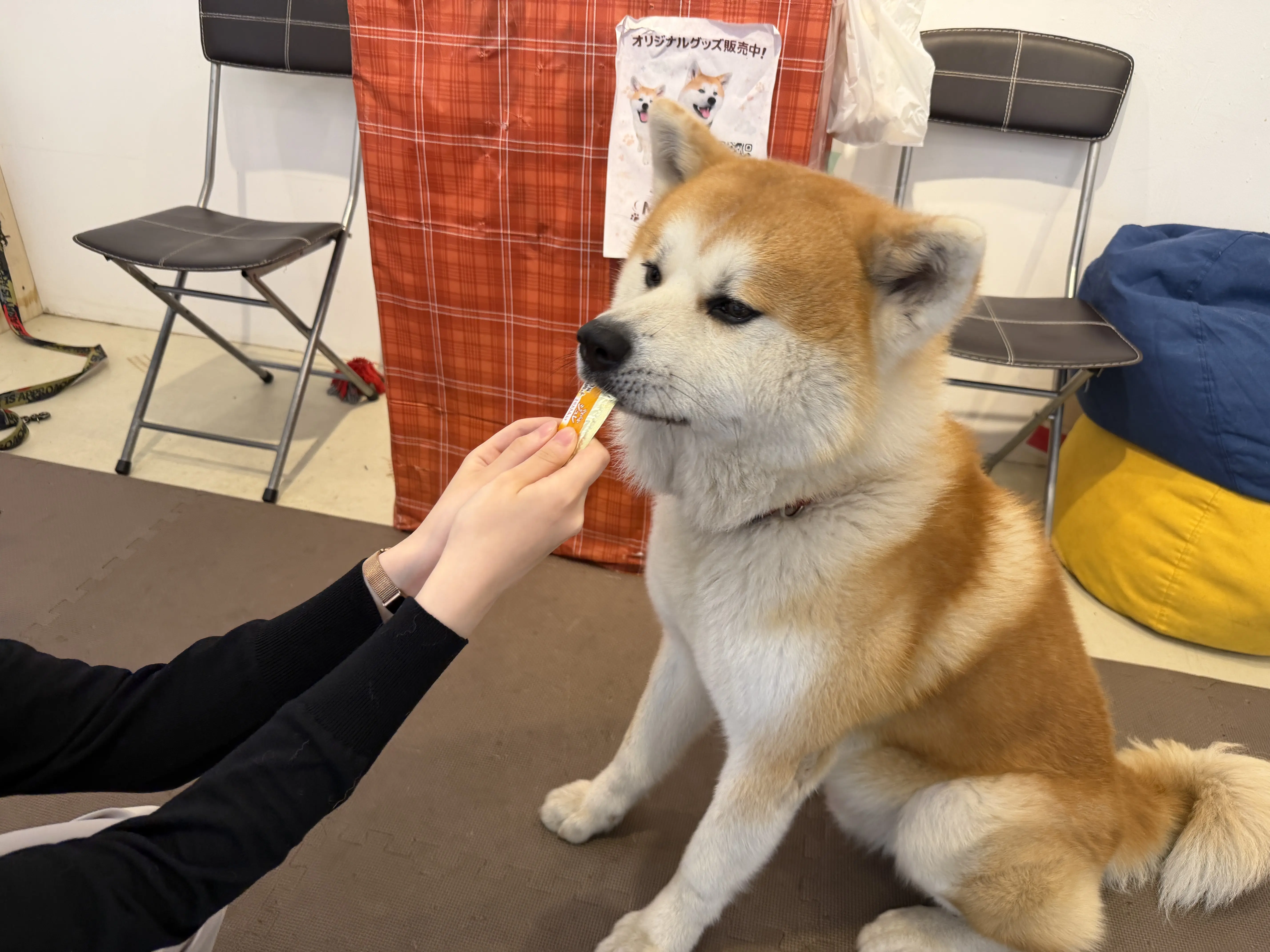 秋田犬café（秋田犬カフェ）