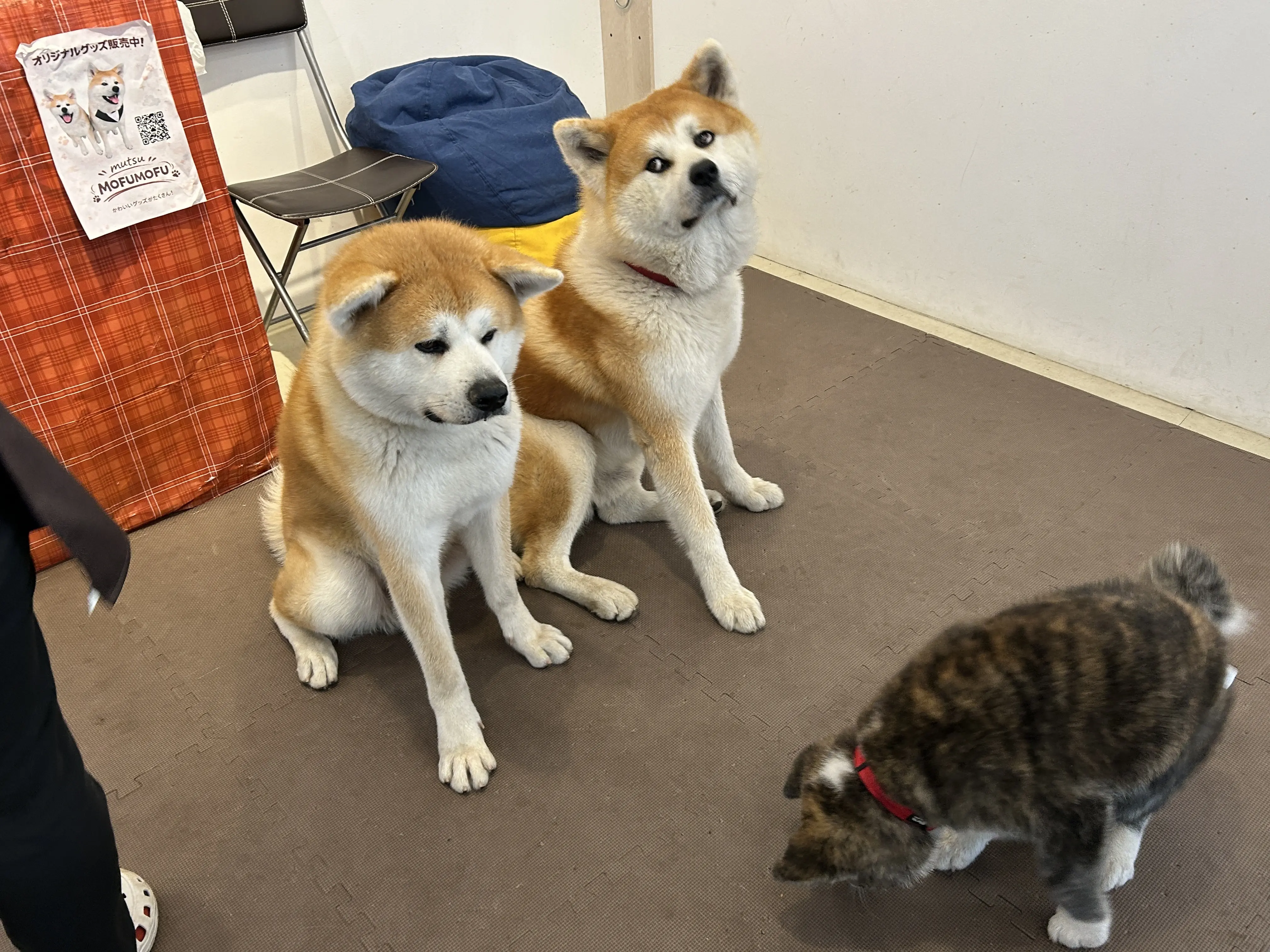 秋田犬café（秋田犬カフェ）