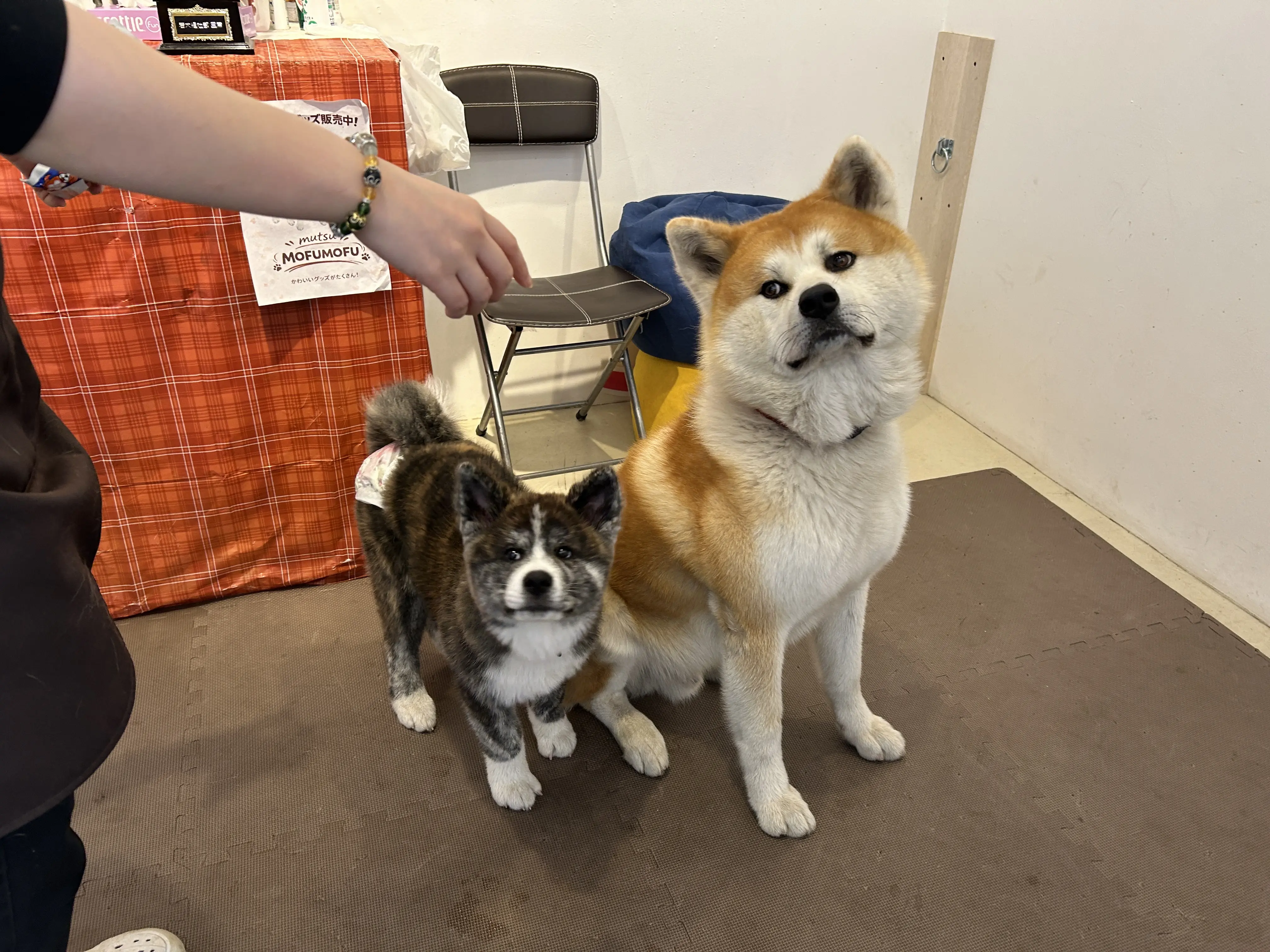 秋田犬café（秋田犬カフェ）