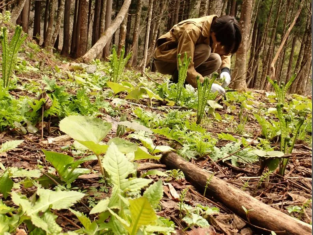 北秋田自然体験「山菜採集体験」【北秋田市】
