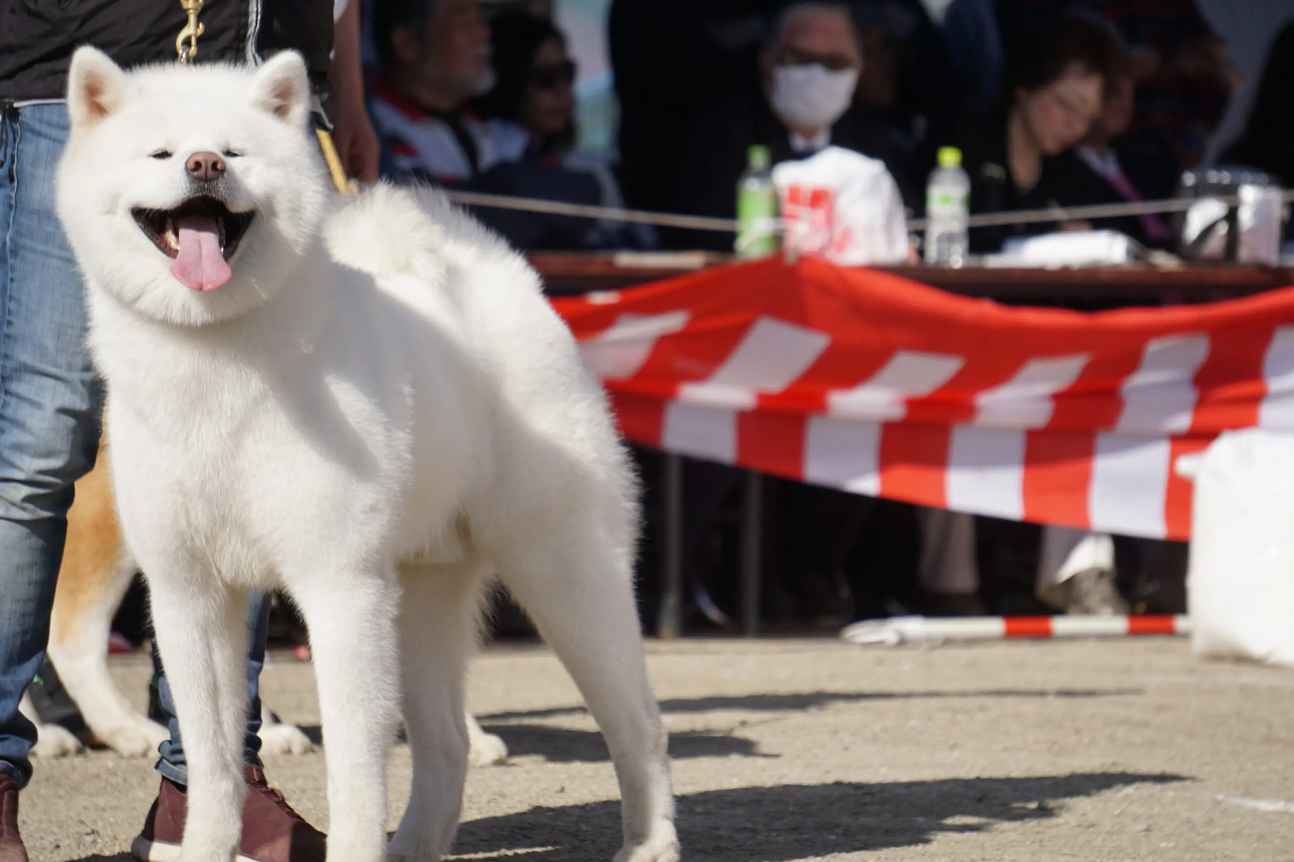 第153回秋田犬保存会本部展【大館市】