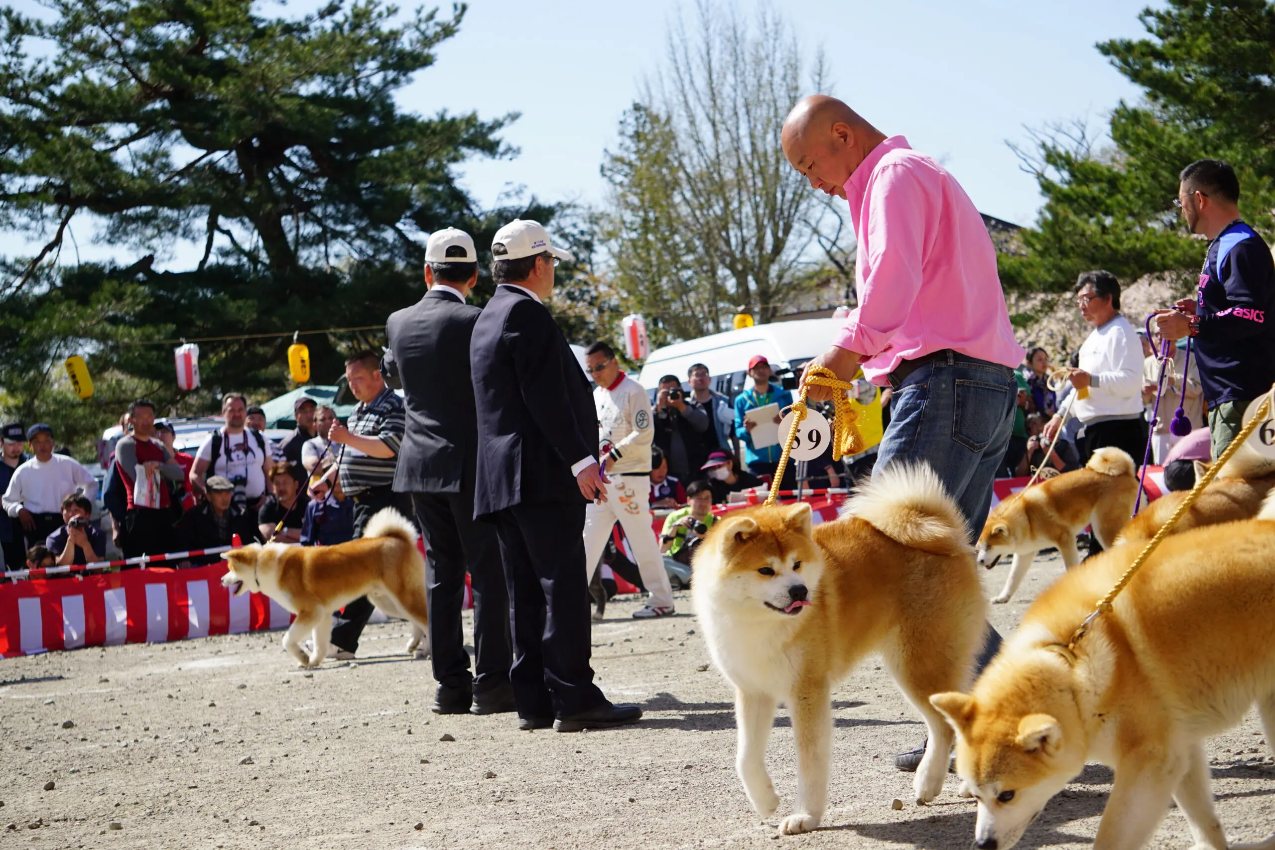 第153回秋田犬保存会本部展【大館市】