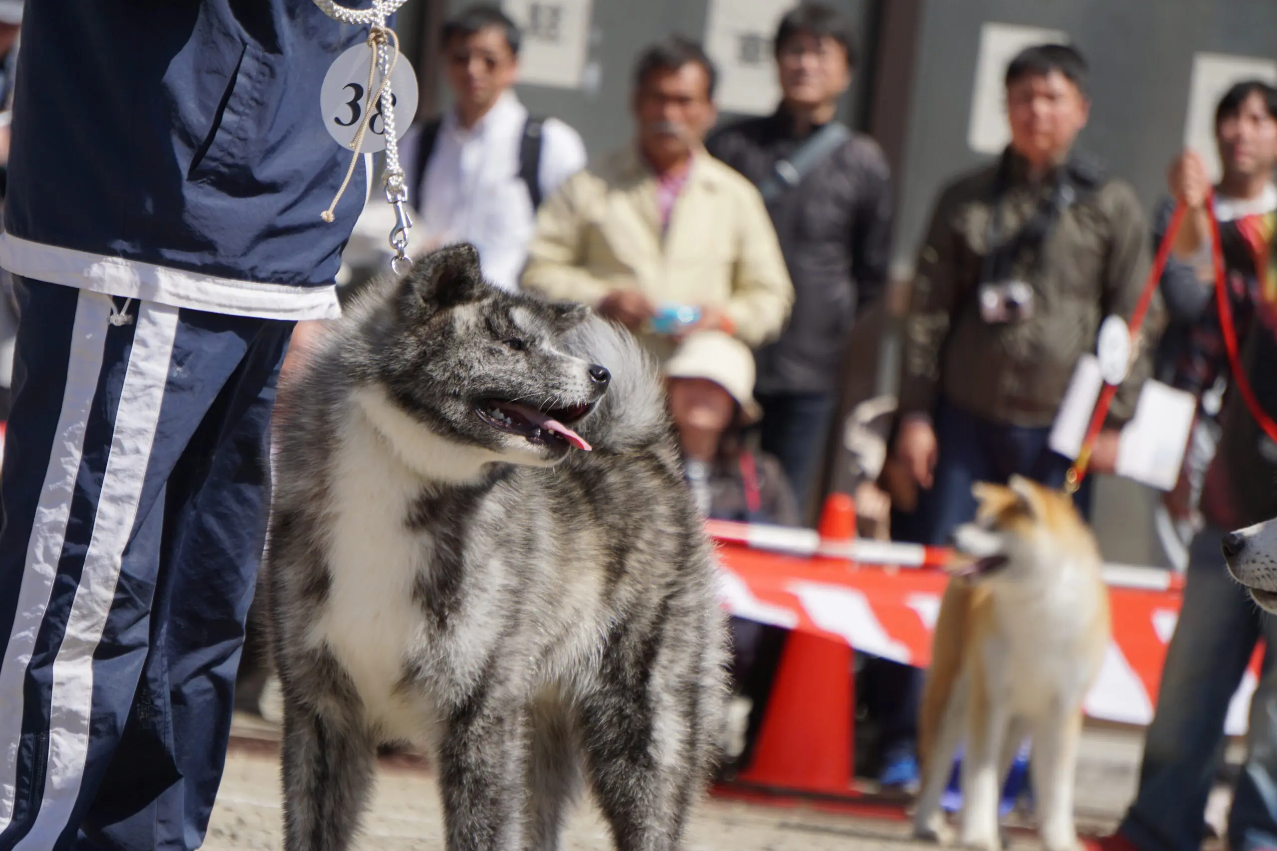 第153回秋田犬保存会本部展【大館市】