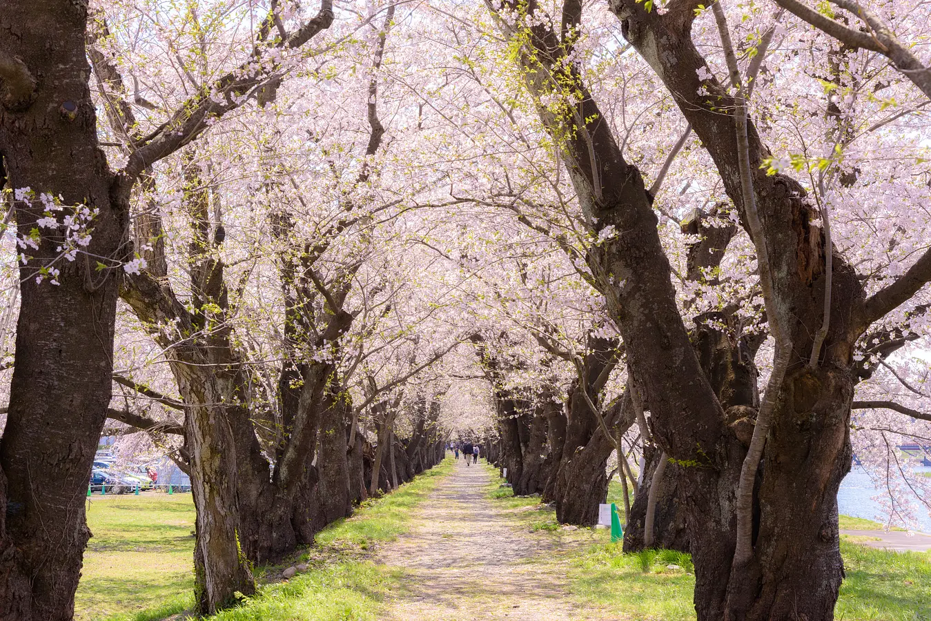 花の名所特集～春編～秋田のおすすめ花めぐり | ブランニューアキタ | アキタファン