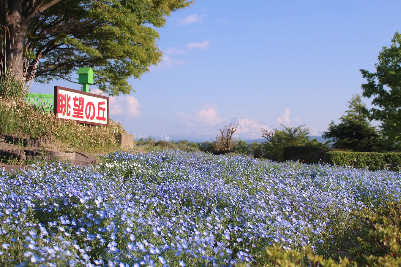 花の名所特集～春編～秋田のおすすめ花めぐり | ブランニューアキタ | アキタファン