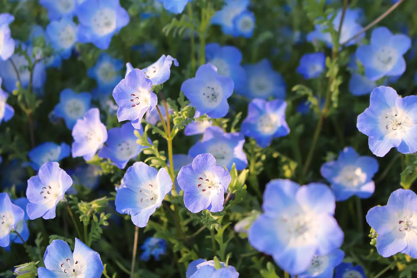 花の名所特集～春編～秋田のおすすめ花めぐり | ブランニューアキタ | アキタファン