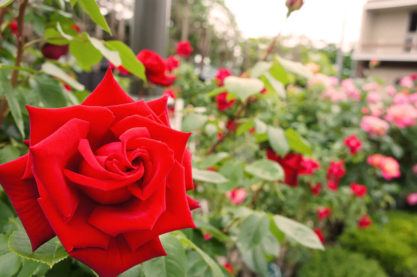 花の名所特集～春編～秋田のおすすめ花めぐり | ブランニューアキタ | アキタファン