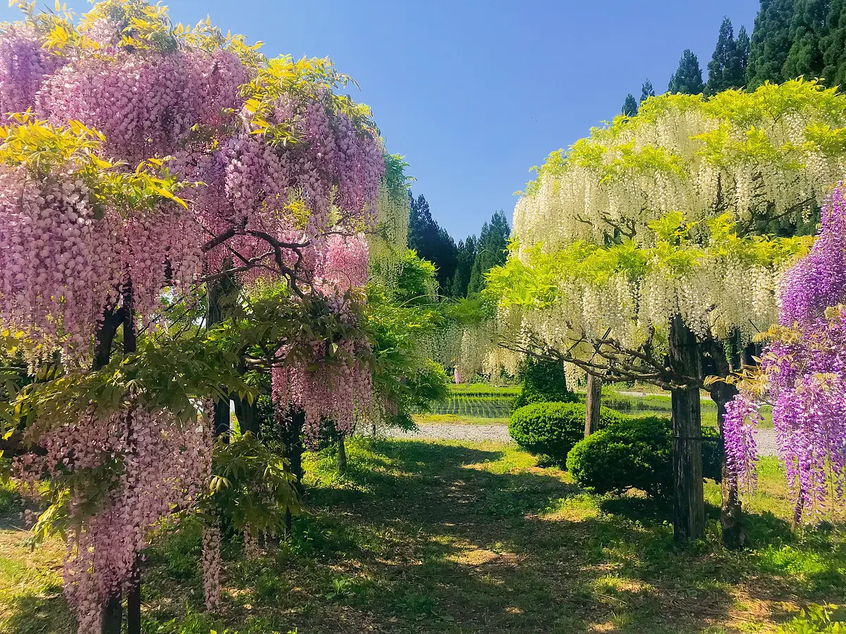 花の名所特集～春編～秋田のおすすめ花めぐり | ブランニューアキタ | アキタファン