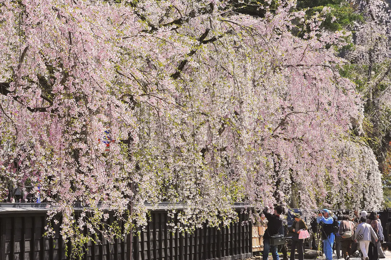 花の名所特集～春編～秋田のおすすめ花めぐり | ブランニューアキタ | アキタファン