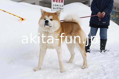 01森吉山阿仁スキー場