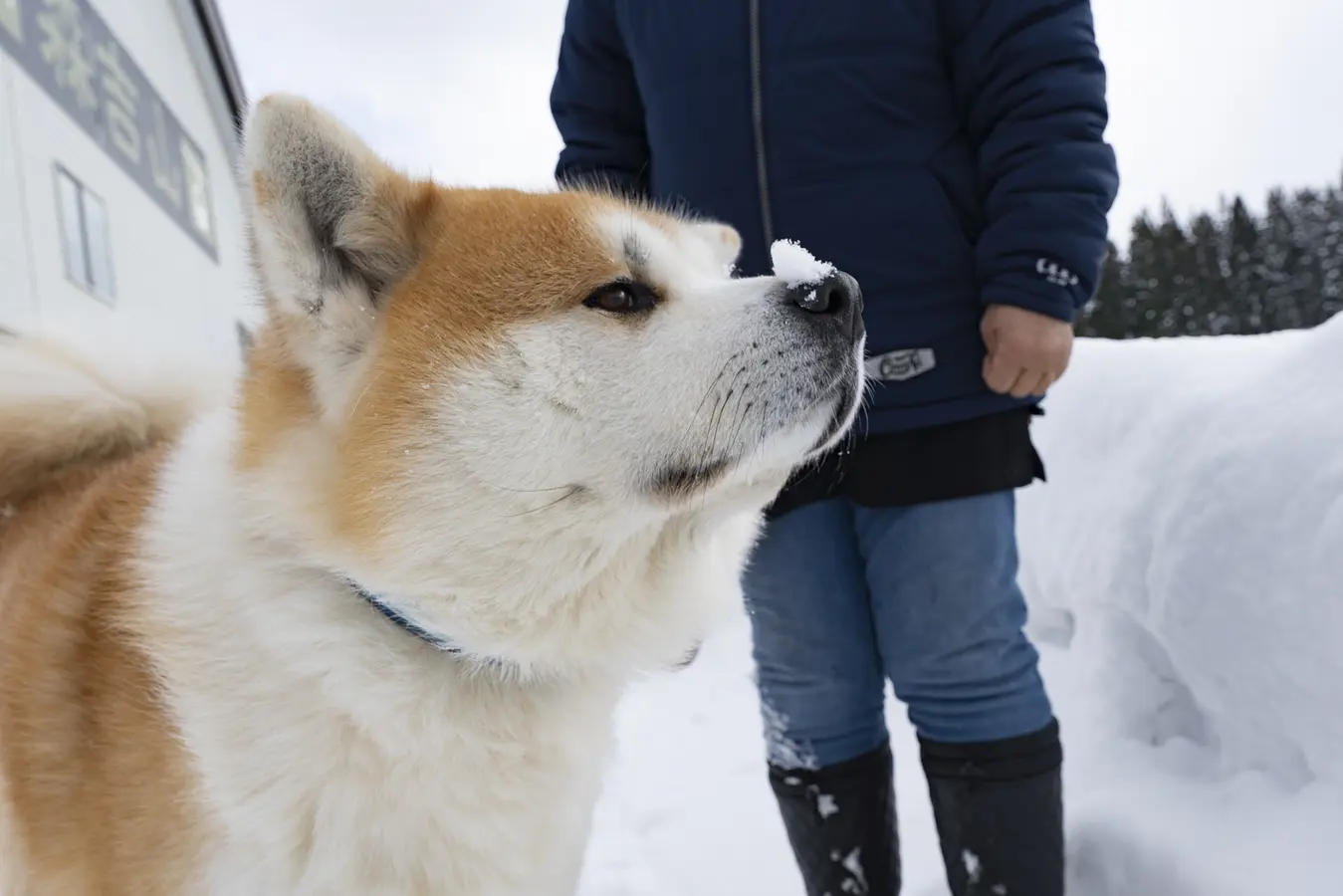 02森吉山阿仁スキー場