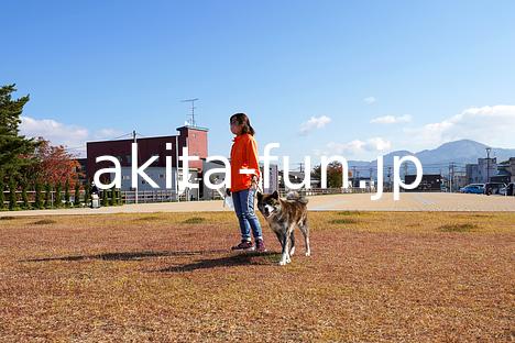 05秋田犬の里