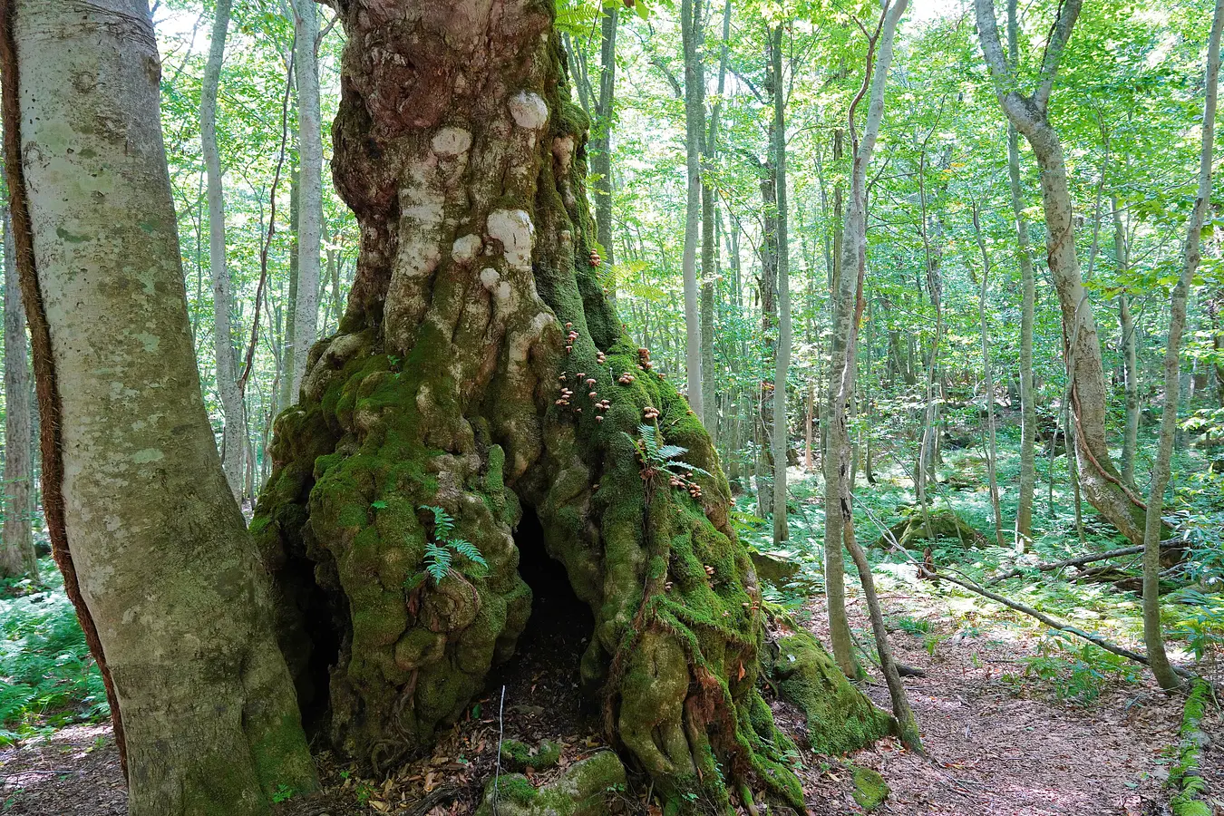 01岳岱自然観察教育林