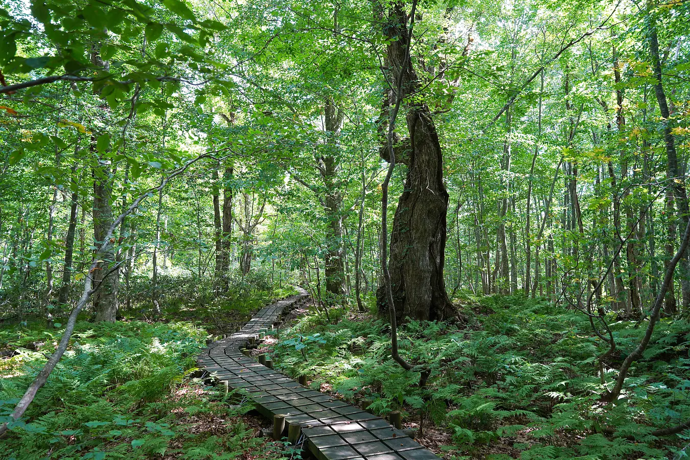 10岳岱自然観察教育林