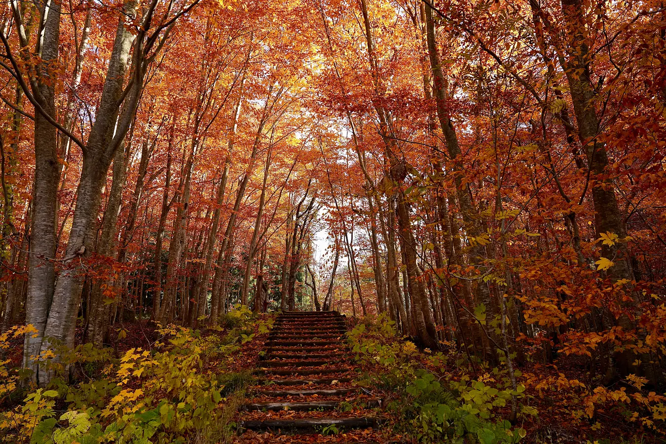 12岳岱自然観察教育林
