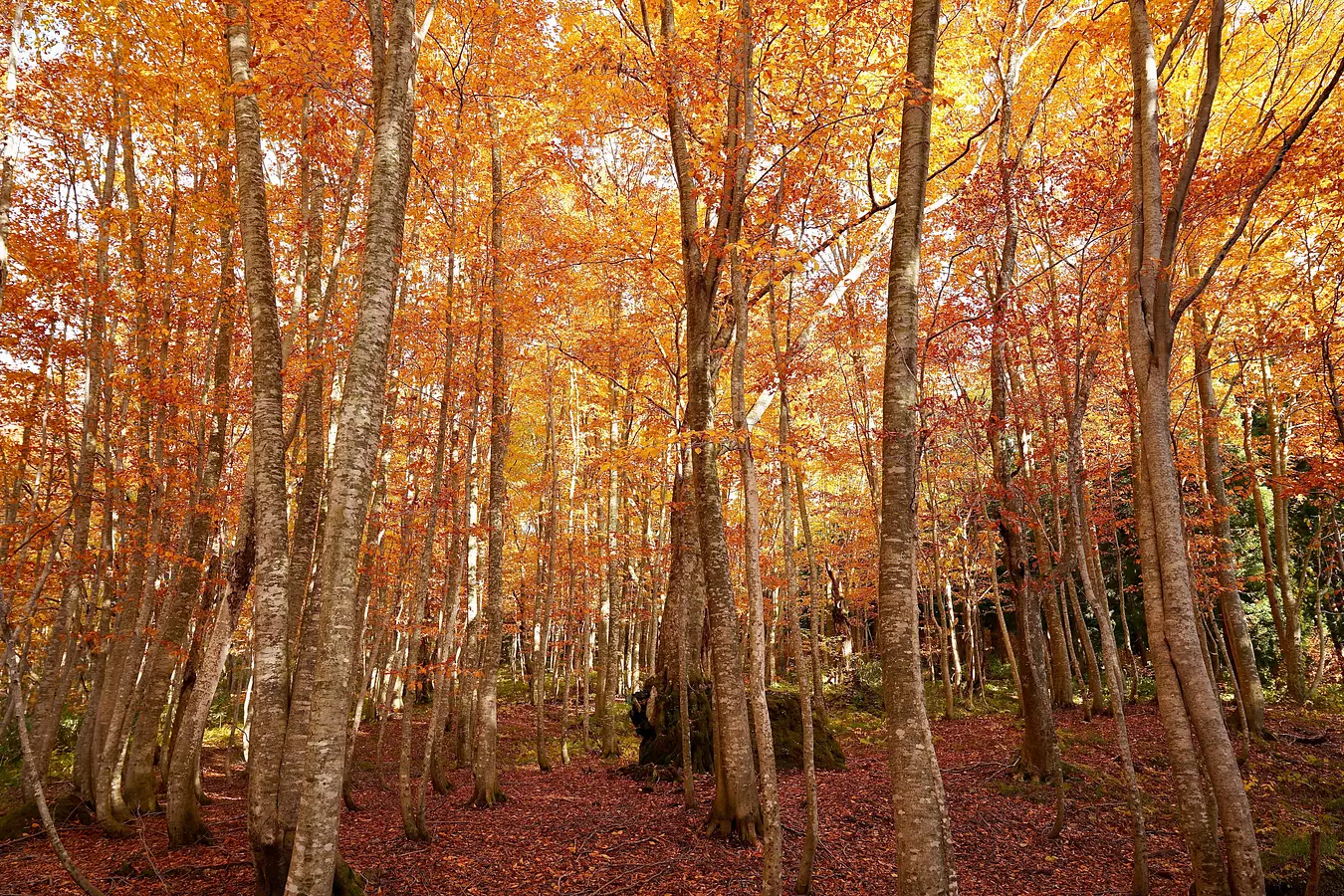 14岳岱自然観察教育林