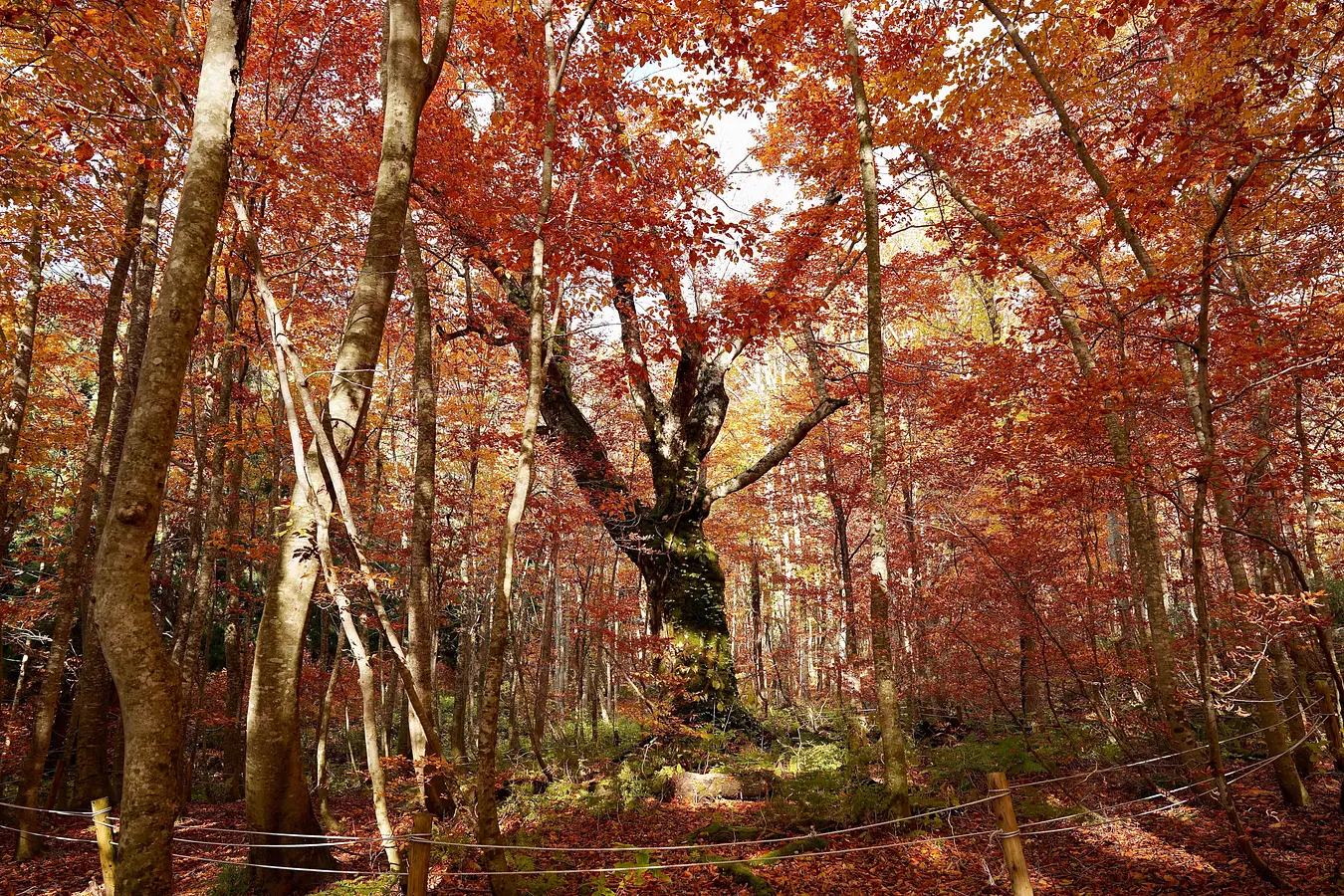 18岳岱自然観察教育林